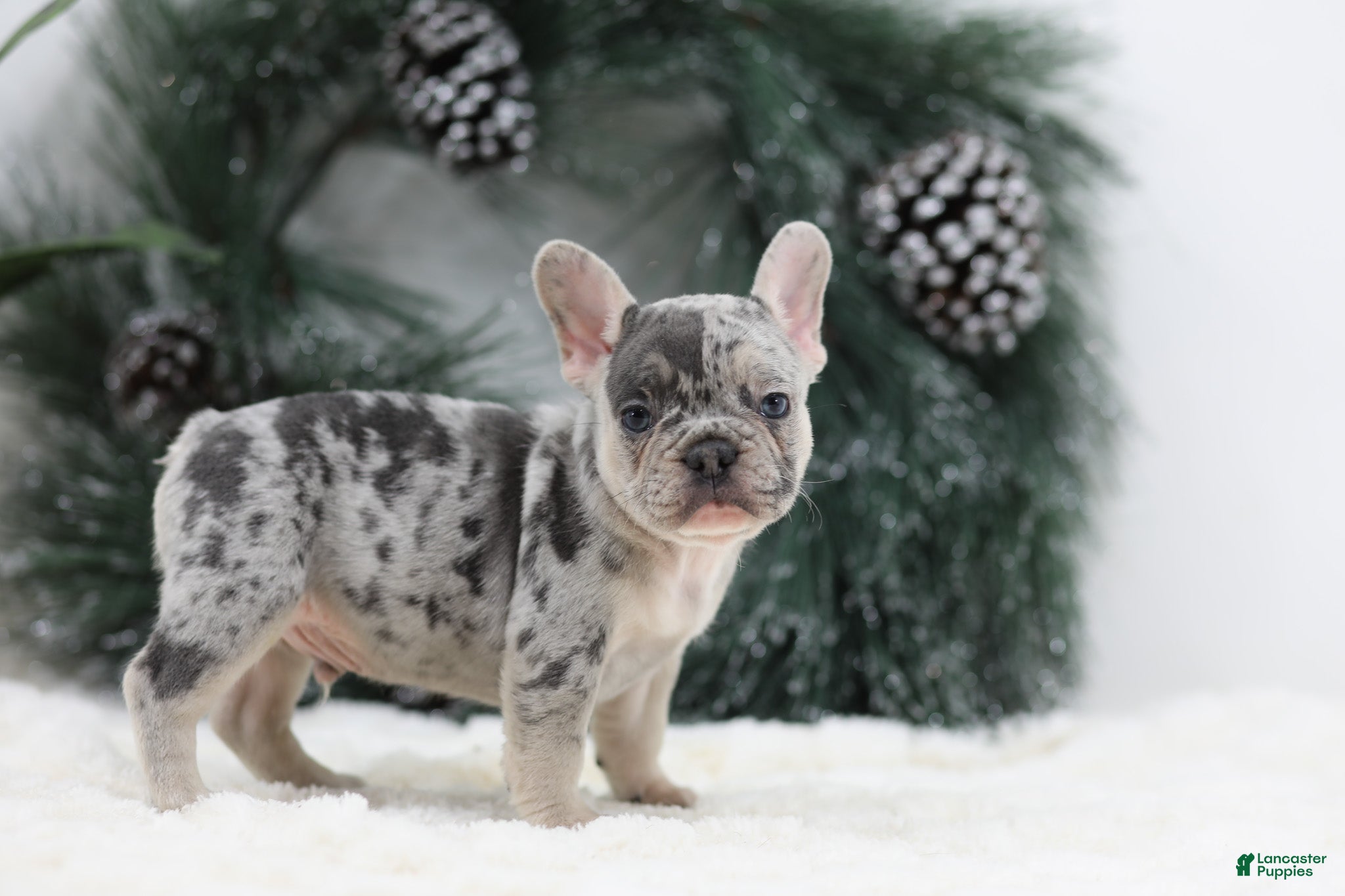 French Bulldog dogs Marco - Ad 24