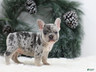 French Bulldog dogs Marco - Ad 3