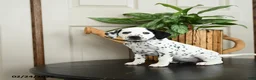Dalmatian dogs for sale: Kassie - Ad 3