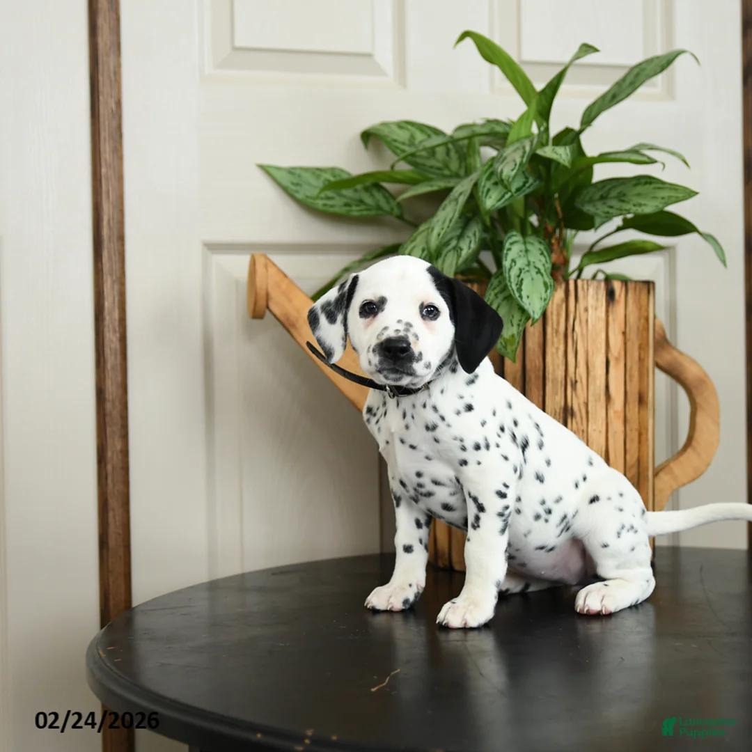 Dalmatian dogs for sale: Kassie - Ad 3