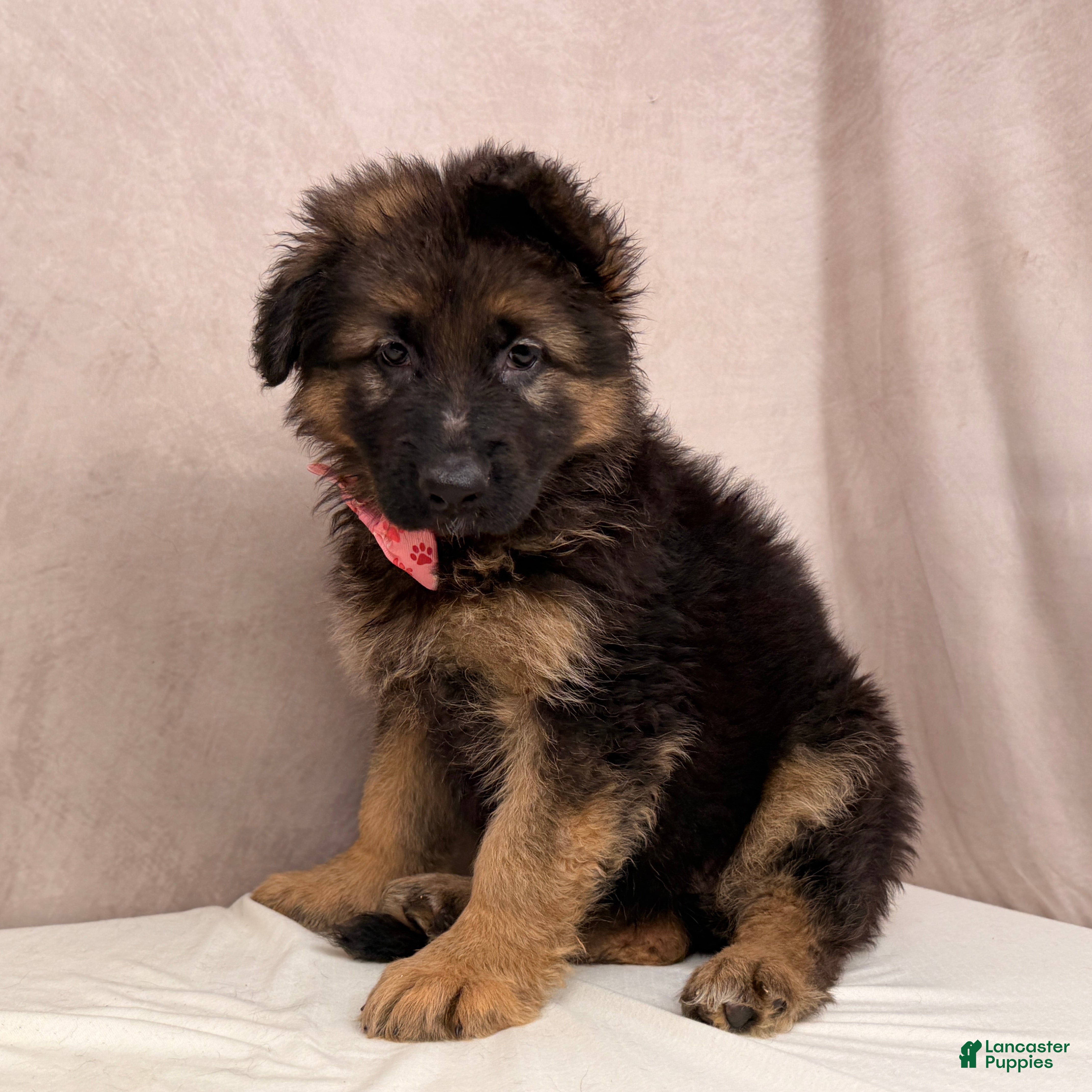 German Shepherd dogs Oma - Ad 2