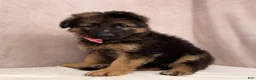 German Shepherd dogs for sale: Oma - Ad 2