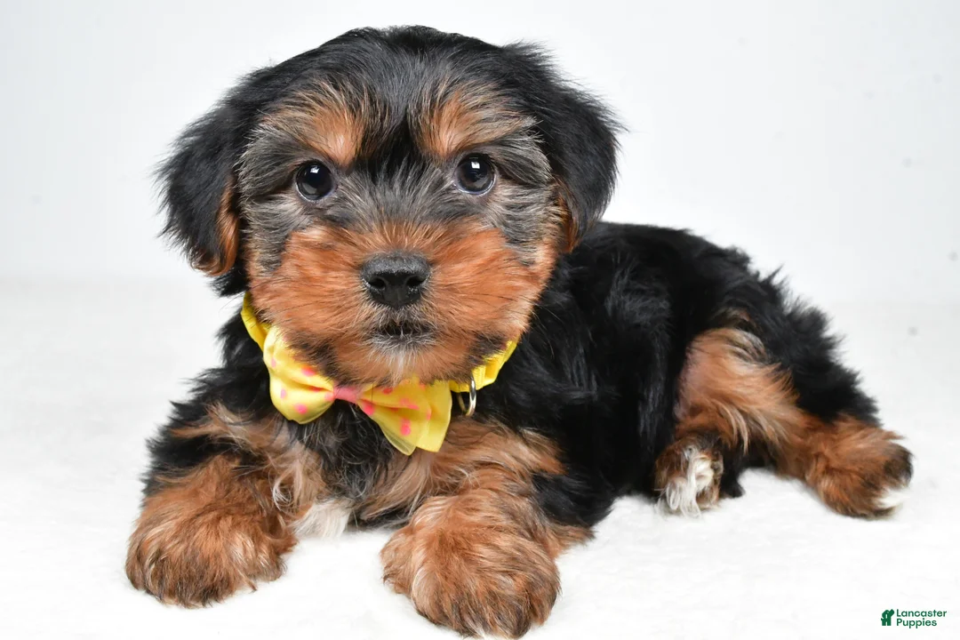 Morkie dogs for sale: Anson - Ad 2