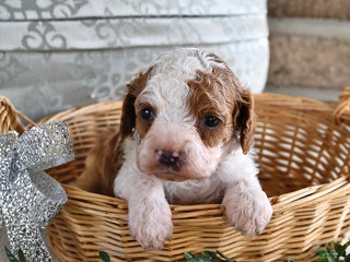 Cavachon dogs - Ad 16