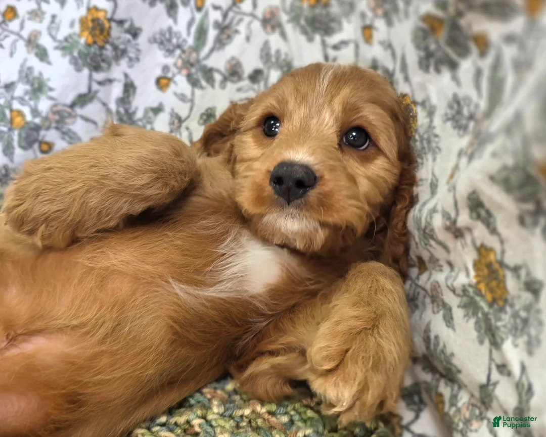 Cavapoo dogs for sale: Glacier - Ad 1