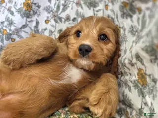 Cavapoo dogs Glacier - Ad 24