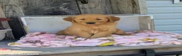 Golden Retriever dogs for sale: Chloe - Ad 6