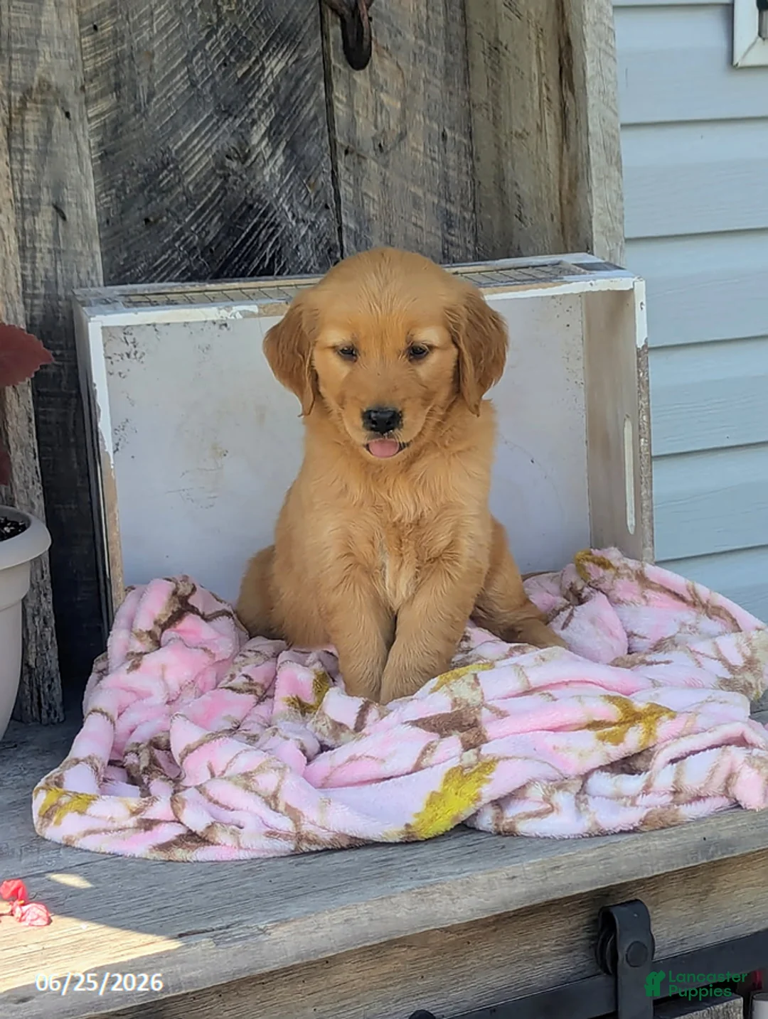 Golden Retriever dogs for sale: Chloe - Ad 6