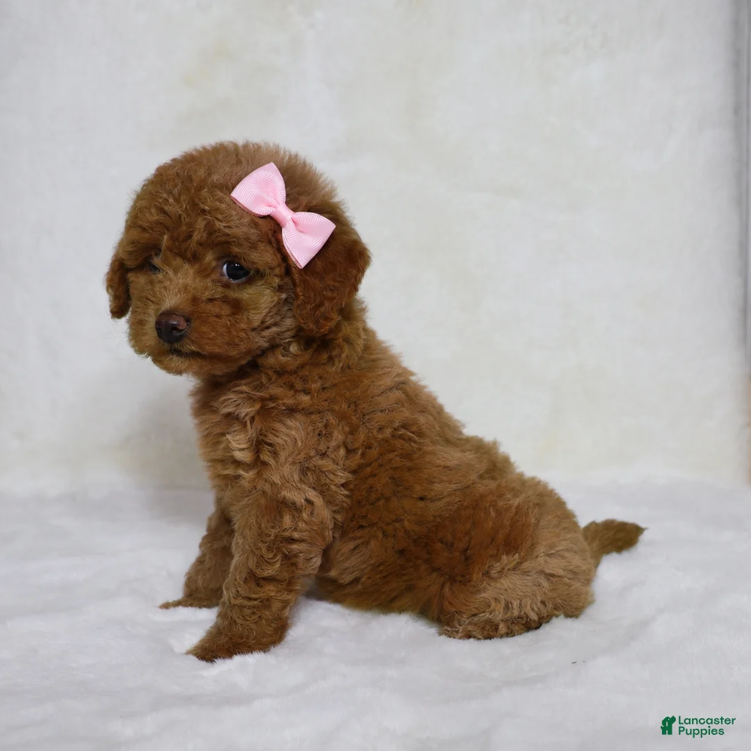 Mini Goldendoodle dogs for sale: Beauty  - Ad 2