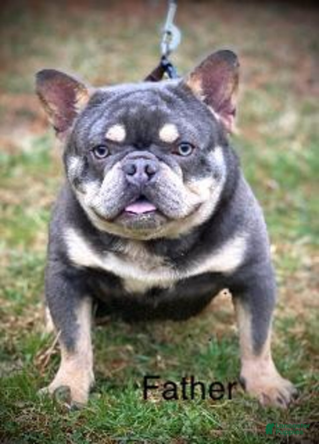 Mixed Breed dogs for sale: Clair - Ad 10