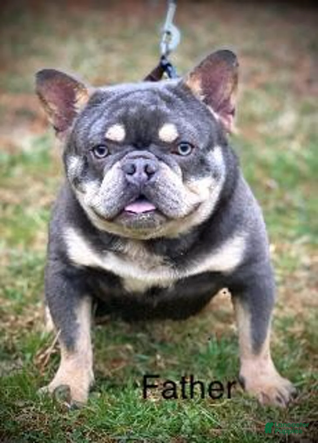 Mixed Breed dogs for sale: Clair - Ad 10