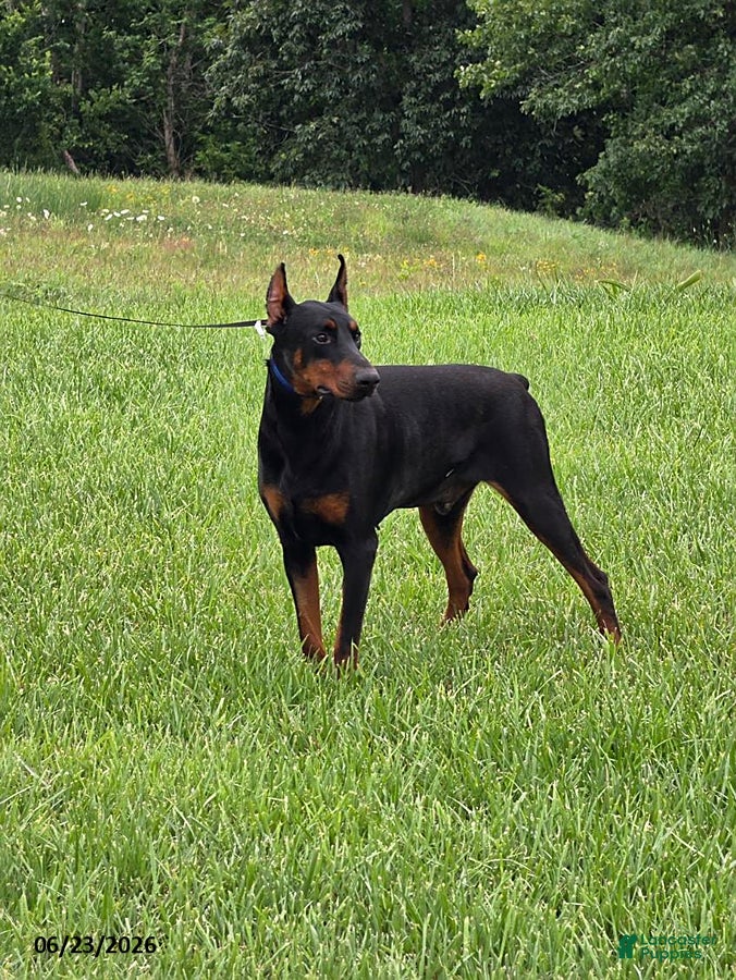 Doberman Pinscher dogs Rocky - Ad 2