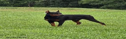 Doberman Pinscher dogs for sale: Rocky - Ad 2
