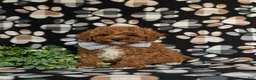 Miniature Poodle dogs for sale: Salvador 10 lbs Full Grown - Ad 1