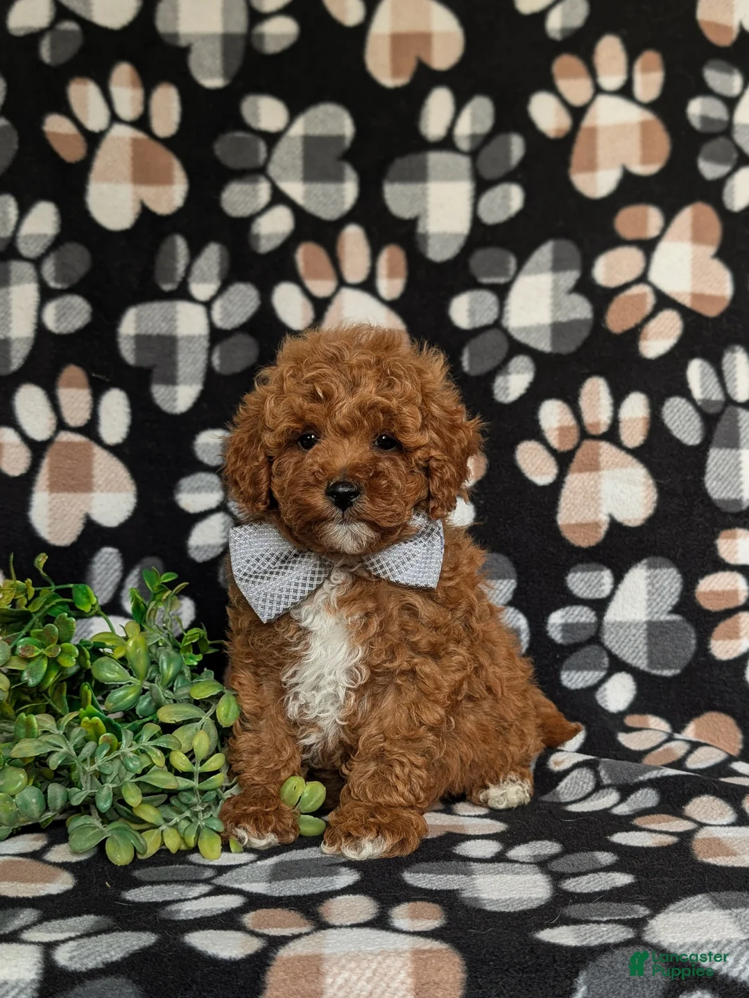 Miniature Poodle dogs for sale: Salvador 10 lbs Full Grown - Ad 1
