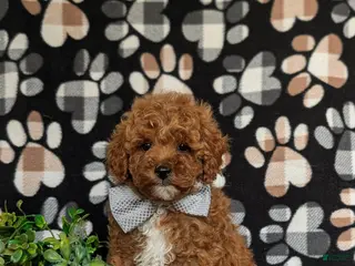 Miniature Poodle dogs for sale: Salvador 10 lbs Full Grown - Ad 1