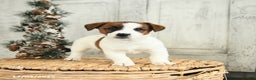 Jack Russell Terrier dogs for sale: Holly - Ad 1