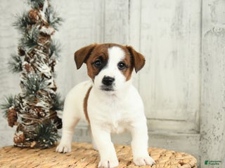 Jack Russell Terrier dogs Holly - Ad 5