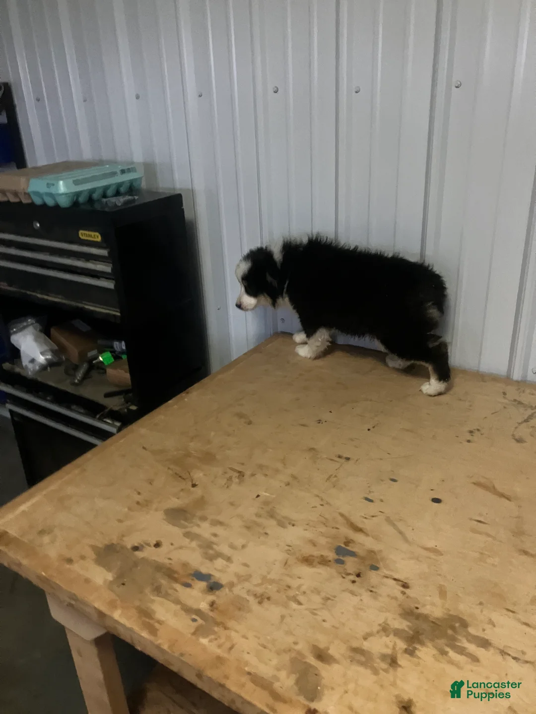 Miniature Australian Shepherd dogs for sale: Ruben - Ad 2