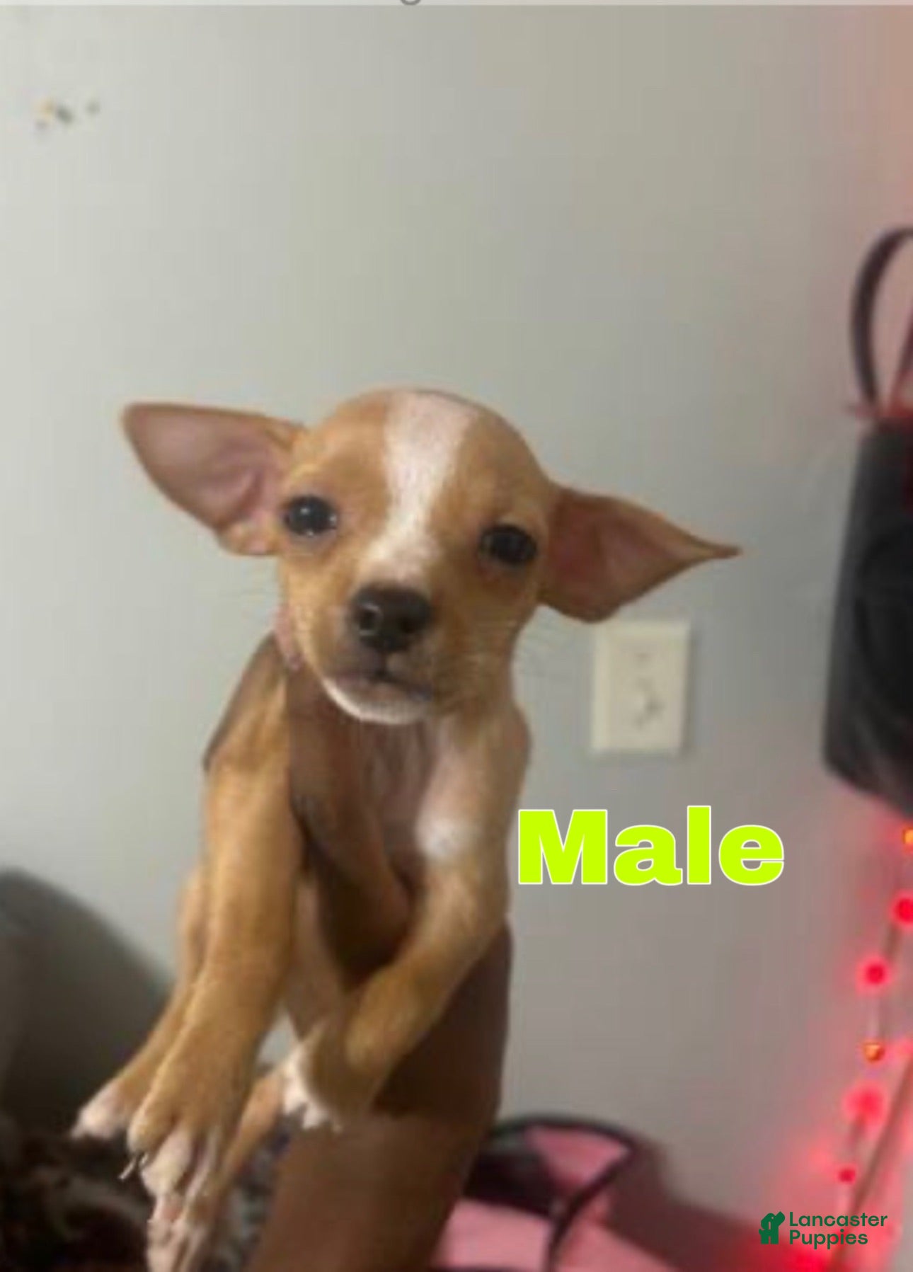 Chihuahua dogs for sale: Spencer  - Ad 2