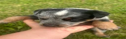 Australian Cattle Dog dogs for sale: Buck - Ad 7