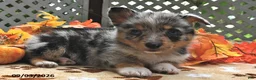 Welsh Corgi Pembroke dogs for sale: Buddy - Ad 3