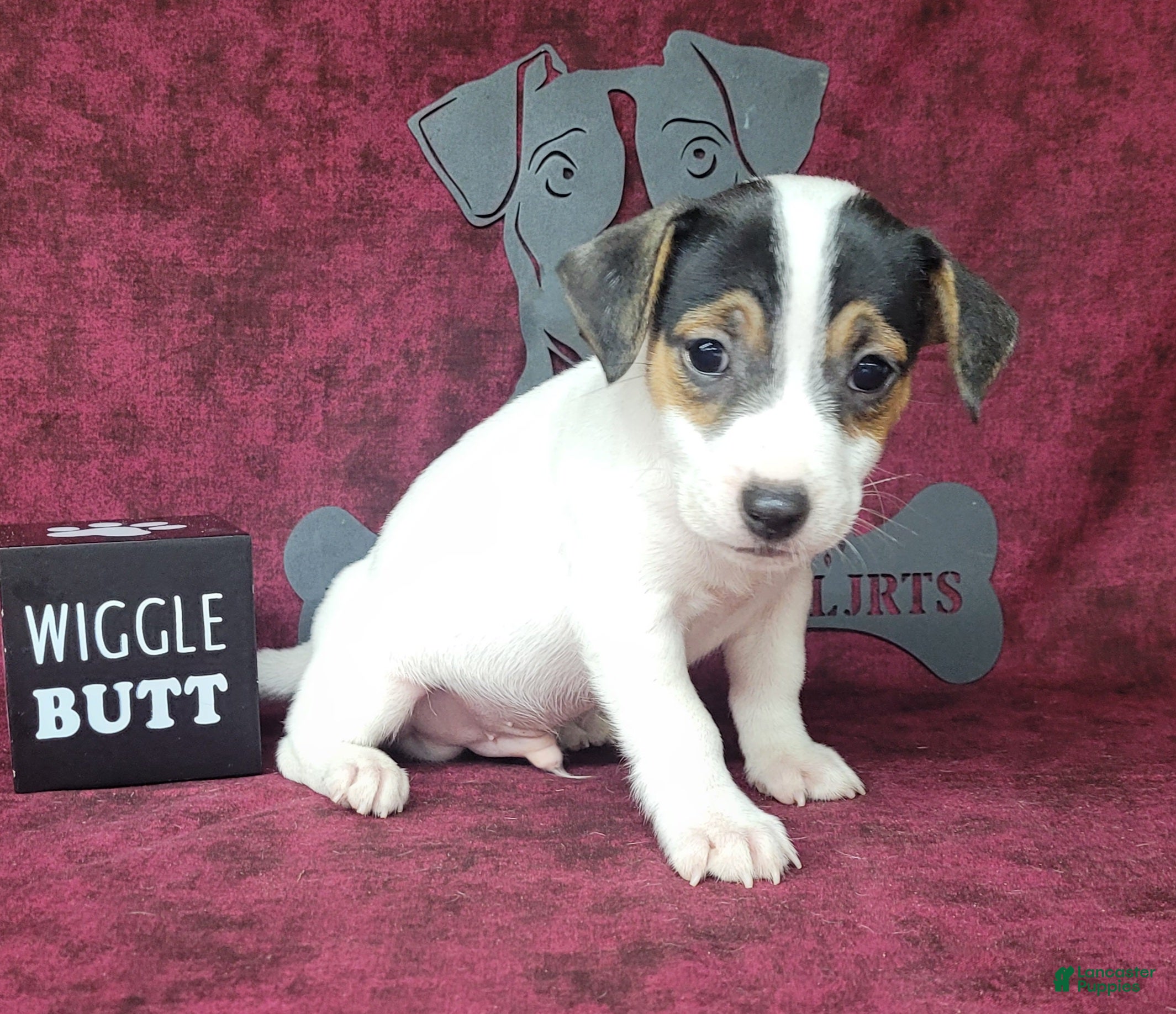 Jack Russell Terrier dogs RICOCHET Delivery available  - Ad 1