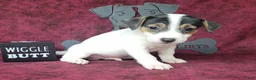 Jack Russell Terrier dogs for sale: RICOCHET Delivery available  - Ad 1
