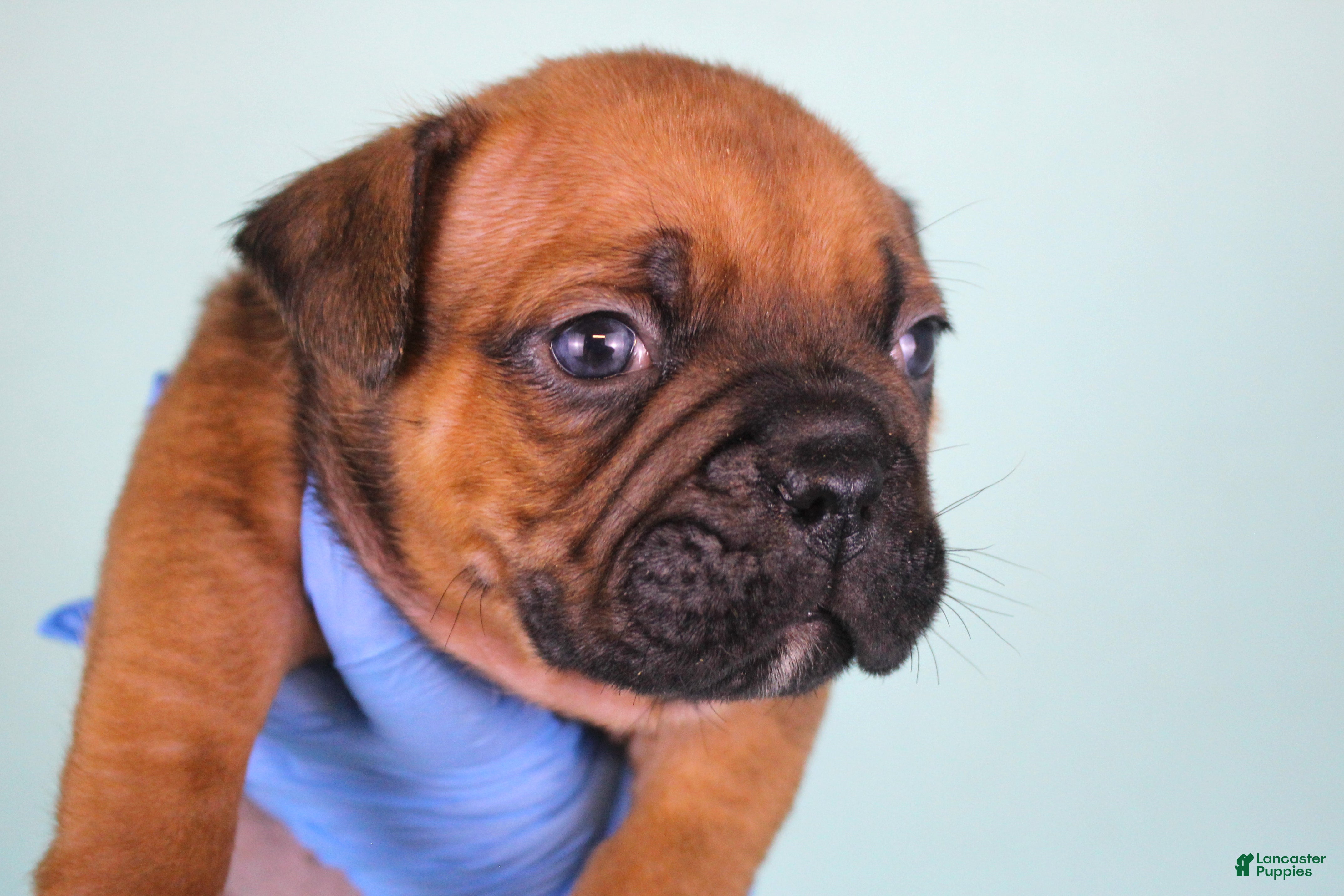 American Bully dogs Black Fawn Male - Ad 2