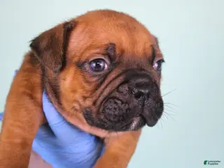 American Bully dogs Black Fawn Male - Ad 27