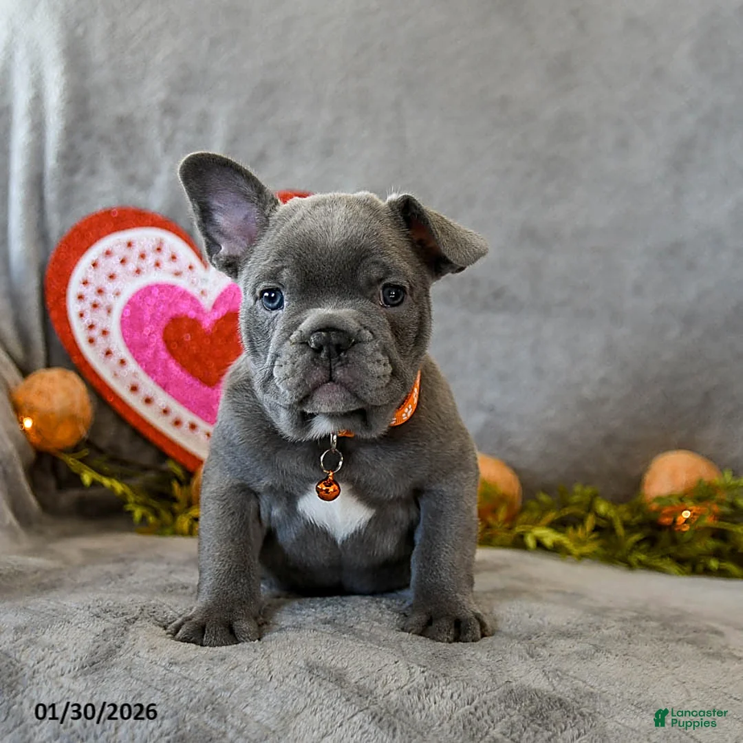 French Bulldog dogs for sale: Winston - Ad 1