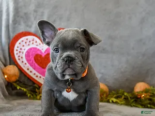 French Bulldog dogs Winston - Ad 1