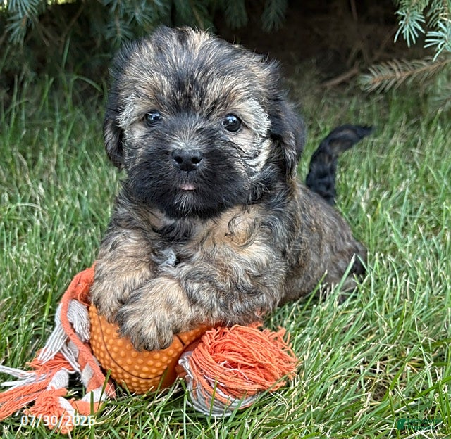Shorkie dogs Lacey - Ad 1