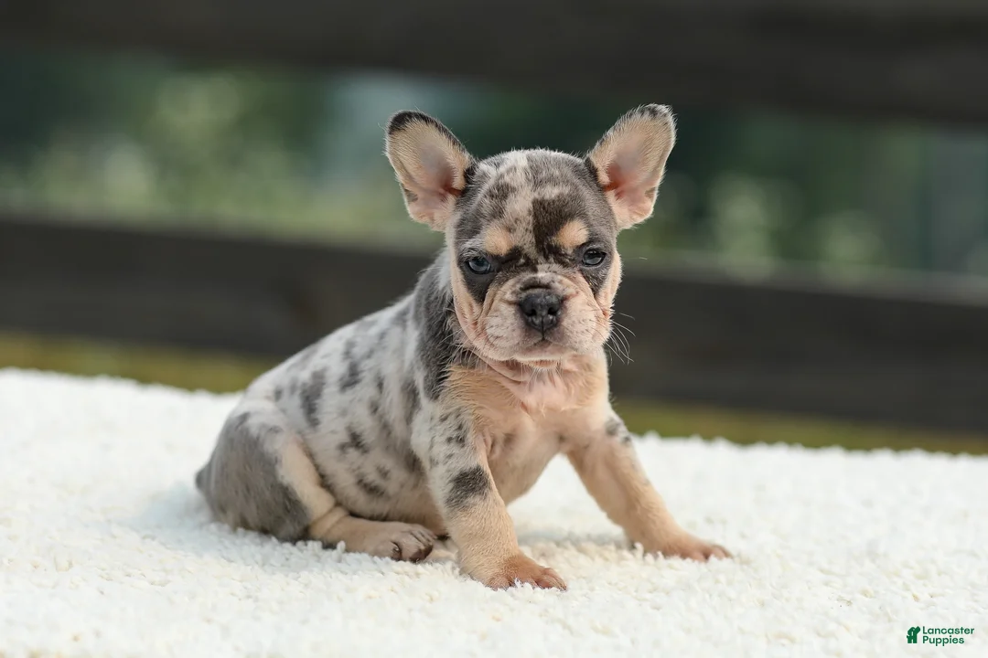 French Bulldog dogs for sale: Issy - Ad 1