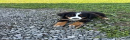 Bernese Mountain Dog dogs for sale: Piper - Ad 3