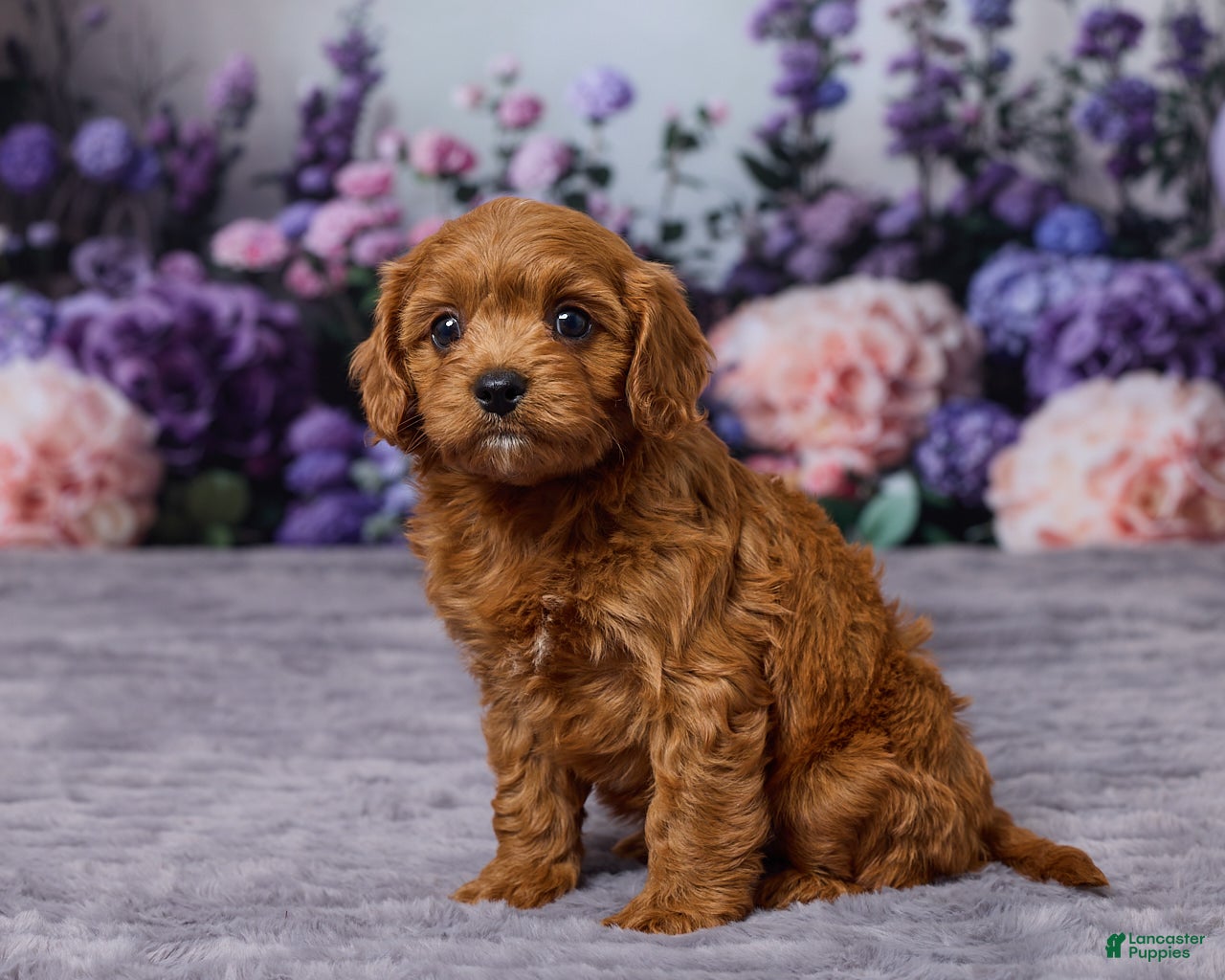 Cavapoo dogs Charlie - Ad 2