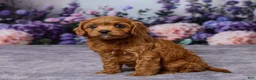 Cavapoo dogs for sale: Charlie - Ad 2
