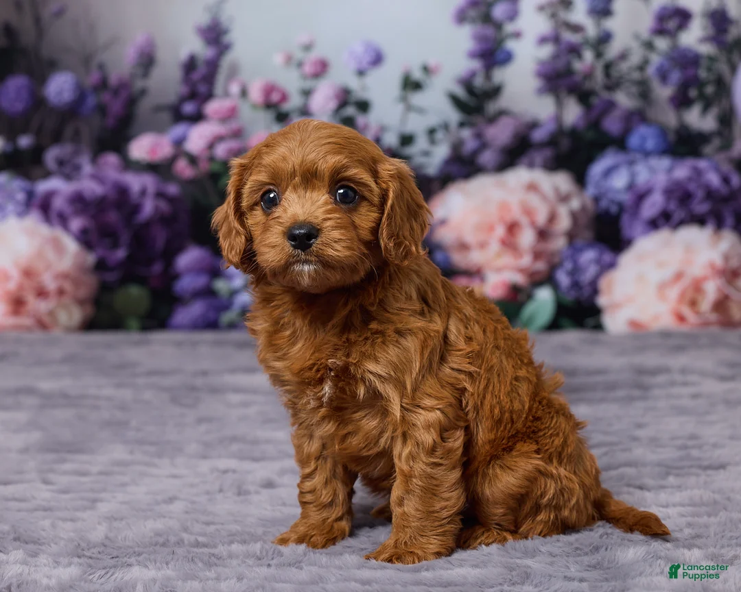 Cavapoo dogs for sale: Charlie - Ad 2