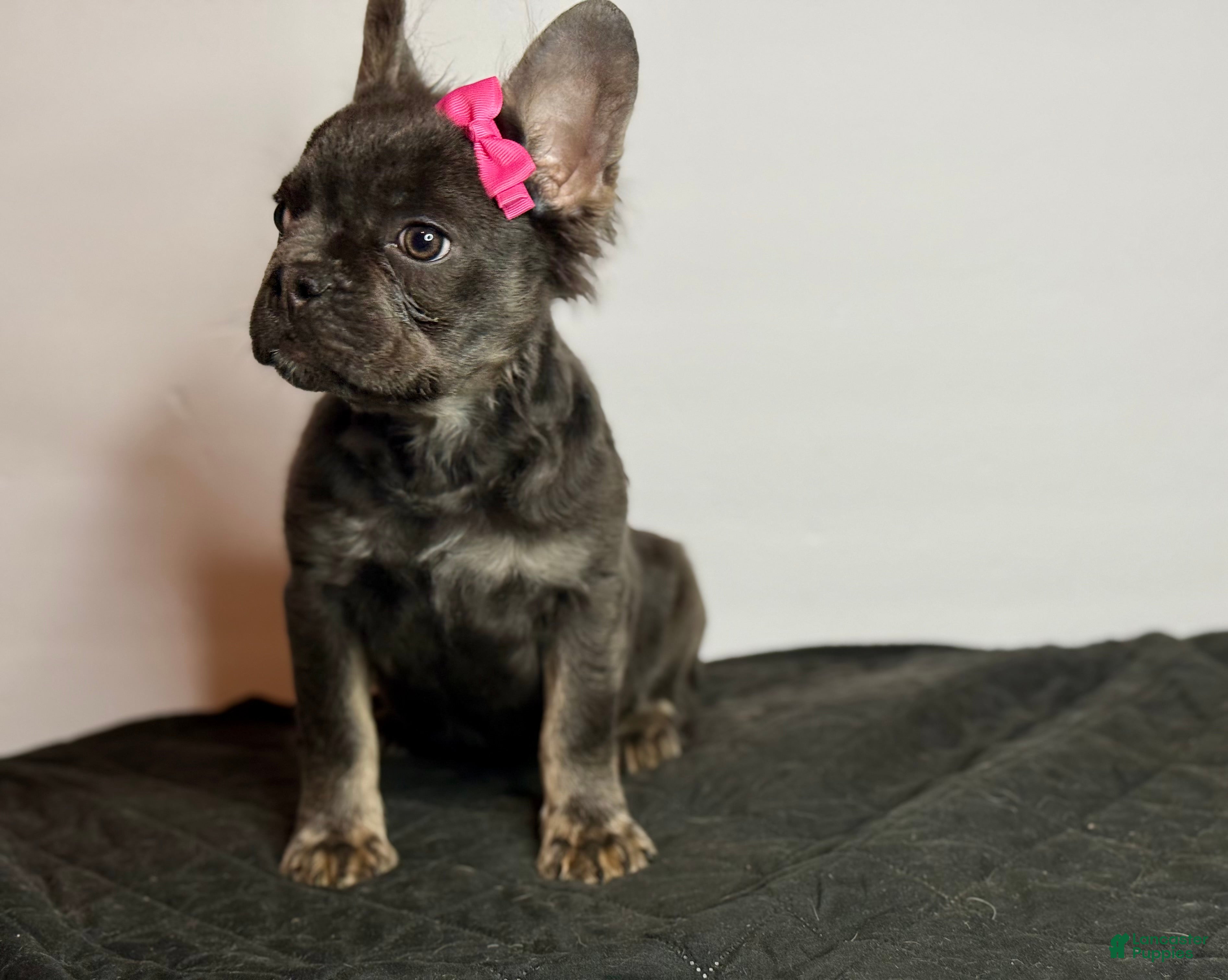French Bulldog dogs Onyx - Ad 42