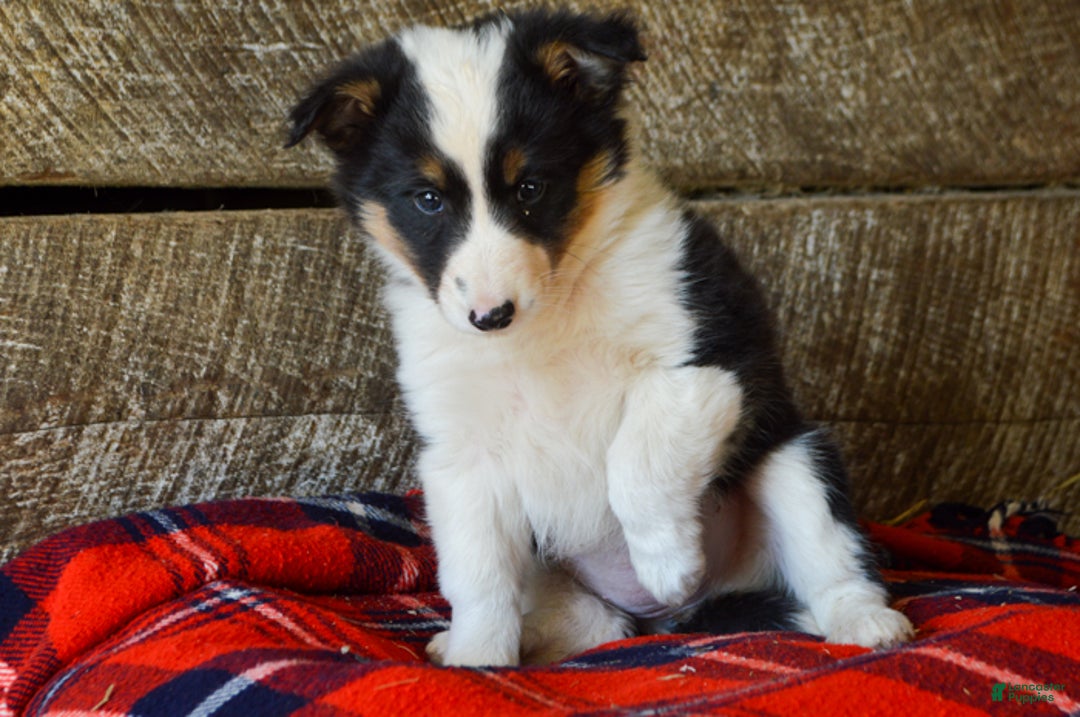 Mixed Breed dogs for sale: Cara - Ad 4