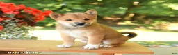 Shiba Inu dogs for sale: Keith - Ad 4