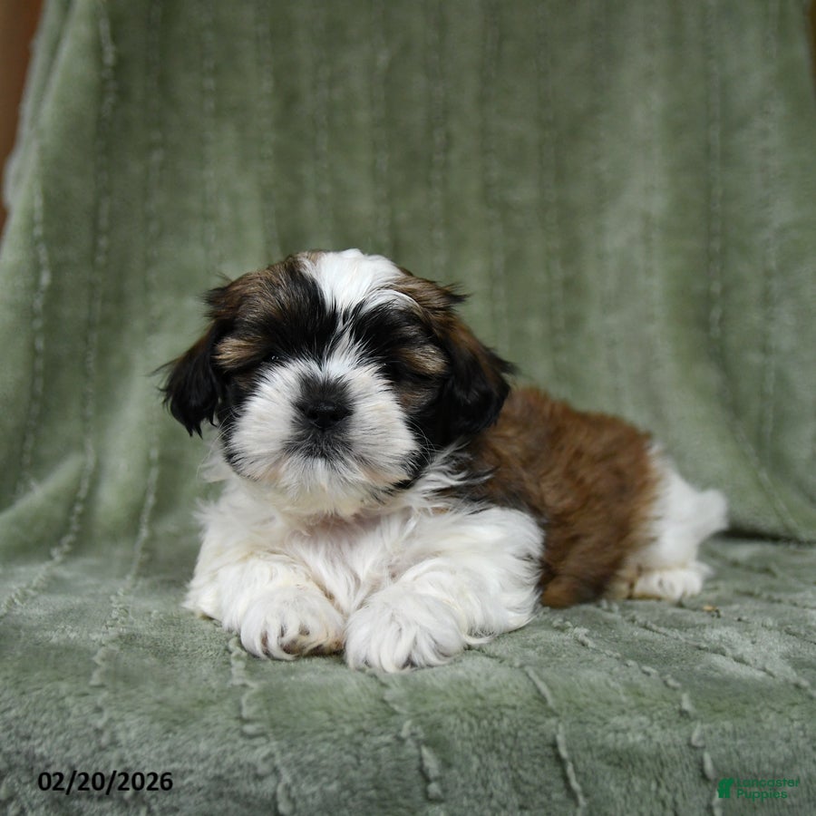 Shih Tzu dogs Dove - Ad 1