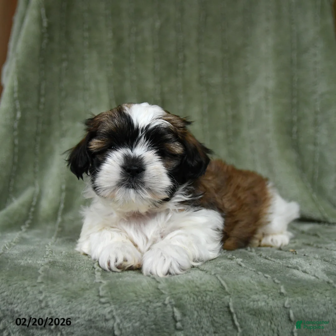 Shih Tzu dogs for sale: Dove - Ad 1