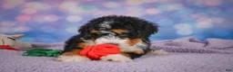 Mini Bernedoodle dogs for sale: Stella - Ad 9