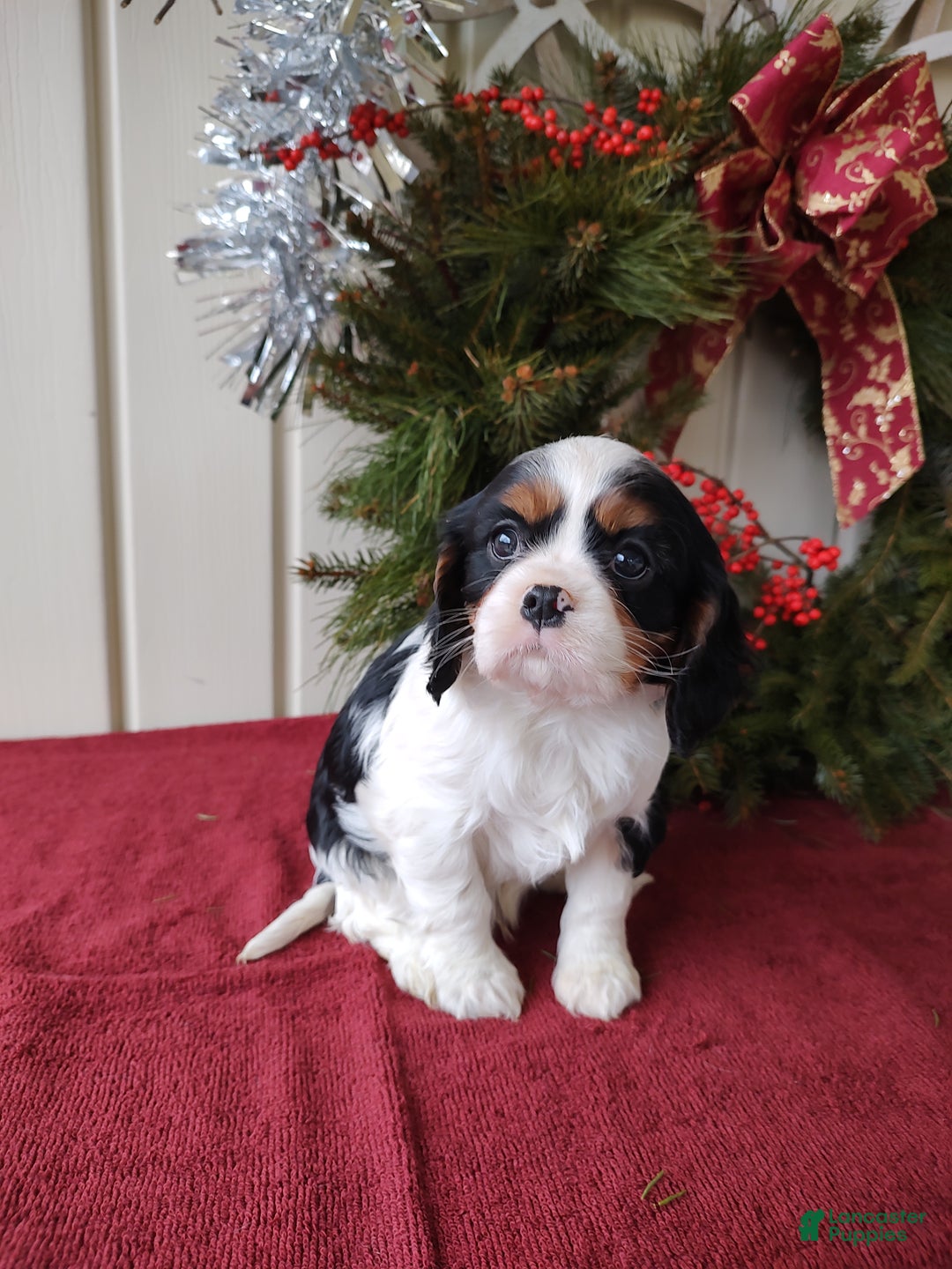 Cavalier King Charles Spaniel dogs for sale: Lance - Ad 10