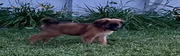 Mixed Breed dogs for sale: Buddy - Ad 4