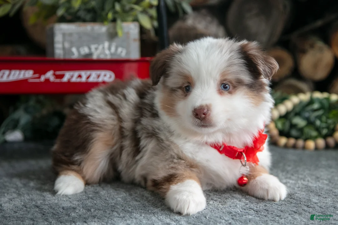 Miniature Australian Shepherd dogs for sale: Betsy - Ad 2