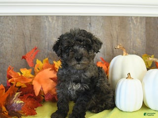 Yorkiepoo dogs - Ad 6