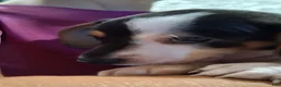Miniature Dachshund dogs for sale: Oreo - Ad 7