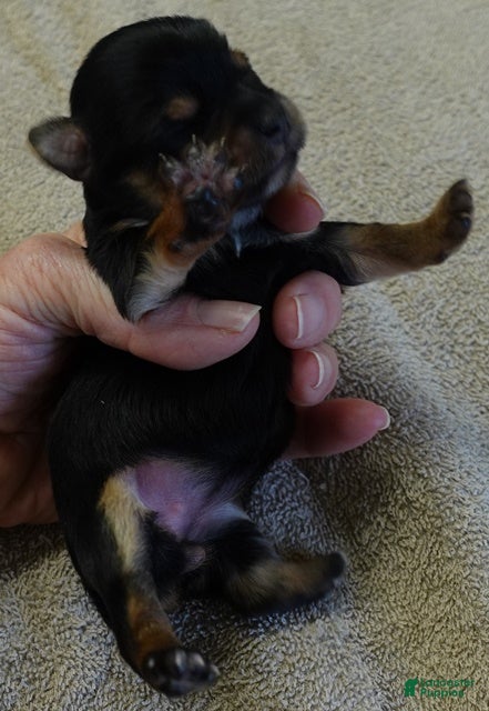 Yorkshire Terrier dogs Bonbon - Ad 17